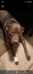 Lost Male Dog last seen Park Hills, Spartanburg, SC 29301