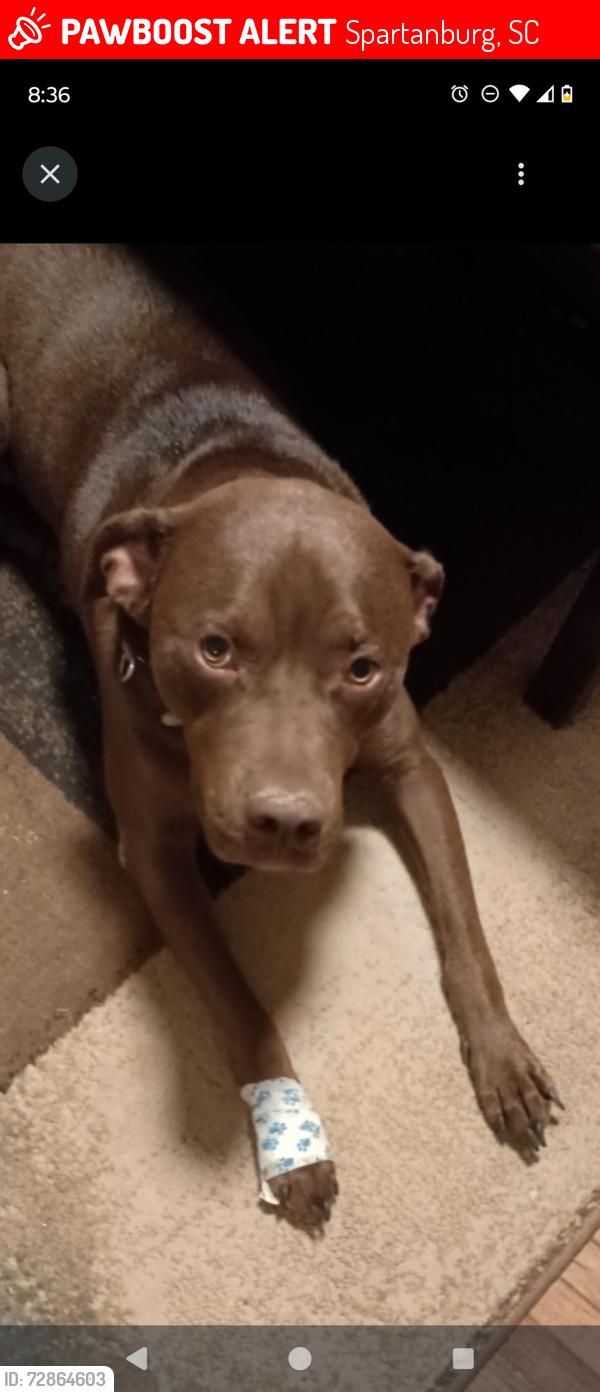 Lost Male Dog last seen Park Hills, Spartanburg, SC 29301