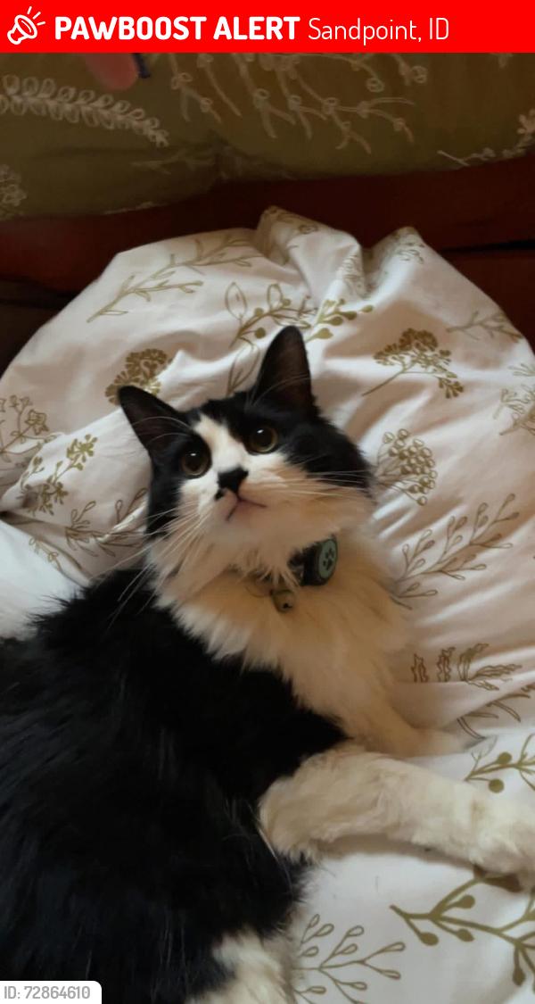 Lost Female Cat last seen Sandcreek Ln, Sandpoint, ID 83864