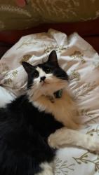 Lost Female Cat last seen Sandcreek Ln, Sandpoint, ID 83864