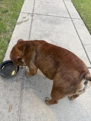 Found/Stray Female Dog last seen Lindsay and stoney point, Hoke County, NC 28376