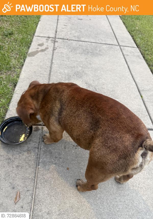 Found/Stray Female Dog last seen Lindsay and stoney point, Hoke County, NC 28376
