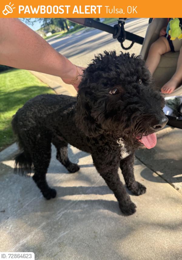 Found/Stray Male Dog last seen 40th and Florence Pl, Tulsa, OK 74135