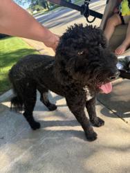 Found/Stray Male Dog last seen 40th and Florence Pl, Tulsa, OK 74135