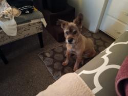 Lost Female Dog last seen Cherry hills road and former golf course, Menifee, CA 92586