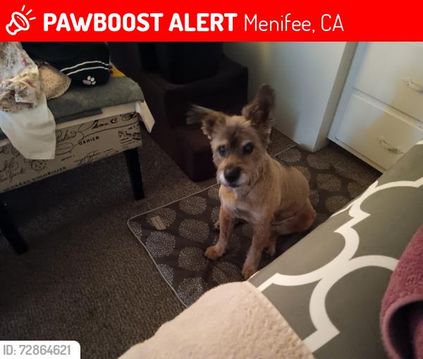 Lost Female Dog last seen Cherry hills road and former golf course, Menifee, CA 92586