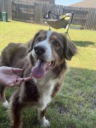 Found/Stray Male Dog last seen James and 5th in wyndmere neighborhood , Newcastle, OK 73065