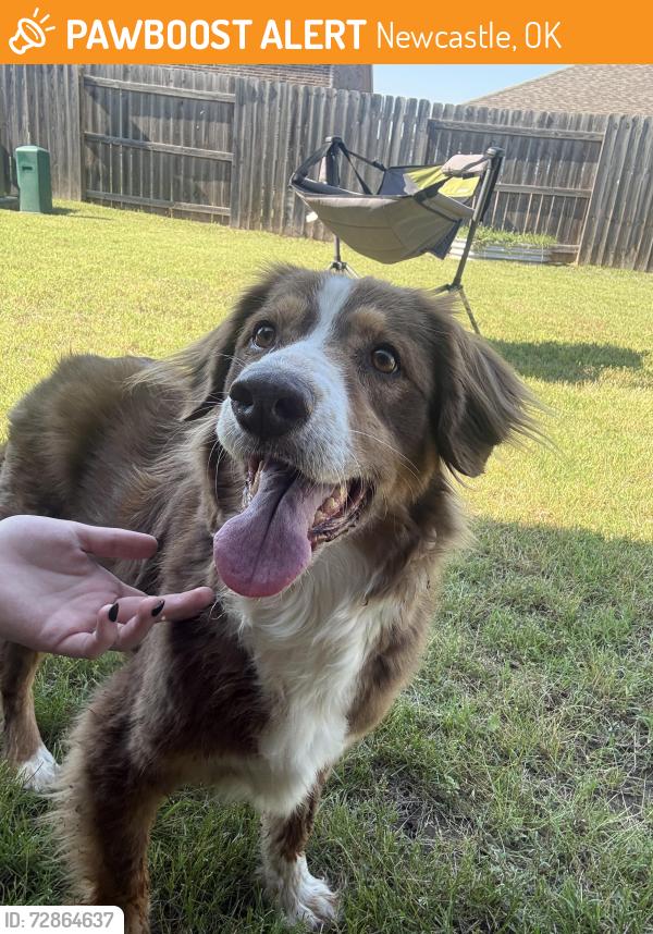 Found/Stray Male Dog last seen James and 5th in wyndmere neighborhood , Newcastle, OK 73065
