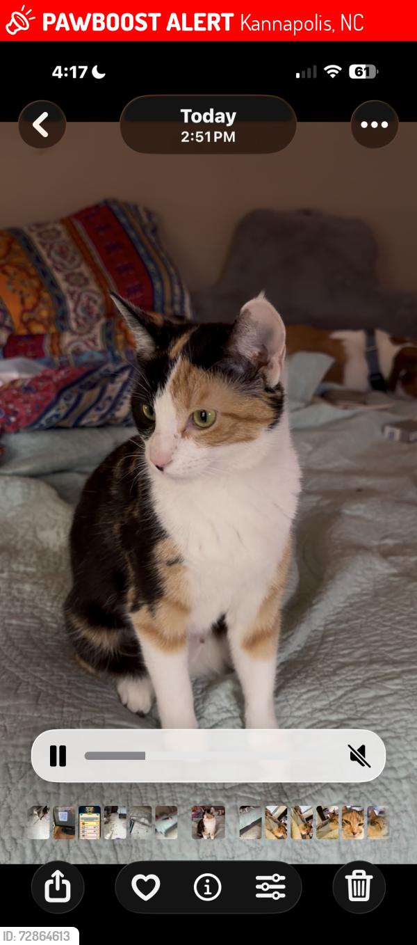 Lost Female Cat last seen Moss St., Kannapolis, NC 28081