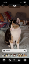 Lost Female Cat last seen Moss St., Kannapolis, NC 28081