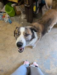 Lost Male Dog last seen Southcross Blvd & I-35, San Antonio, TX 78211