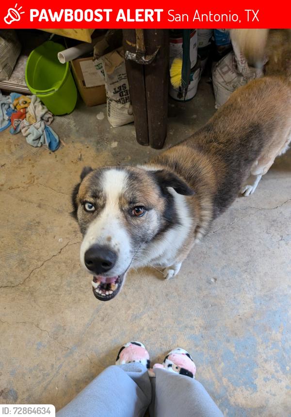 Lost Male Dog last seen Southcross Blvd & I-35, San Antonio, TX 78211