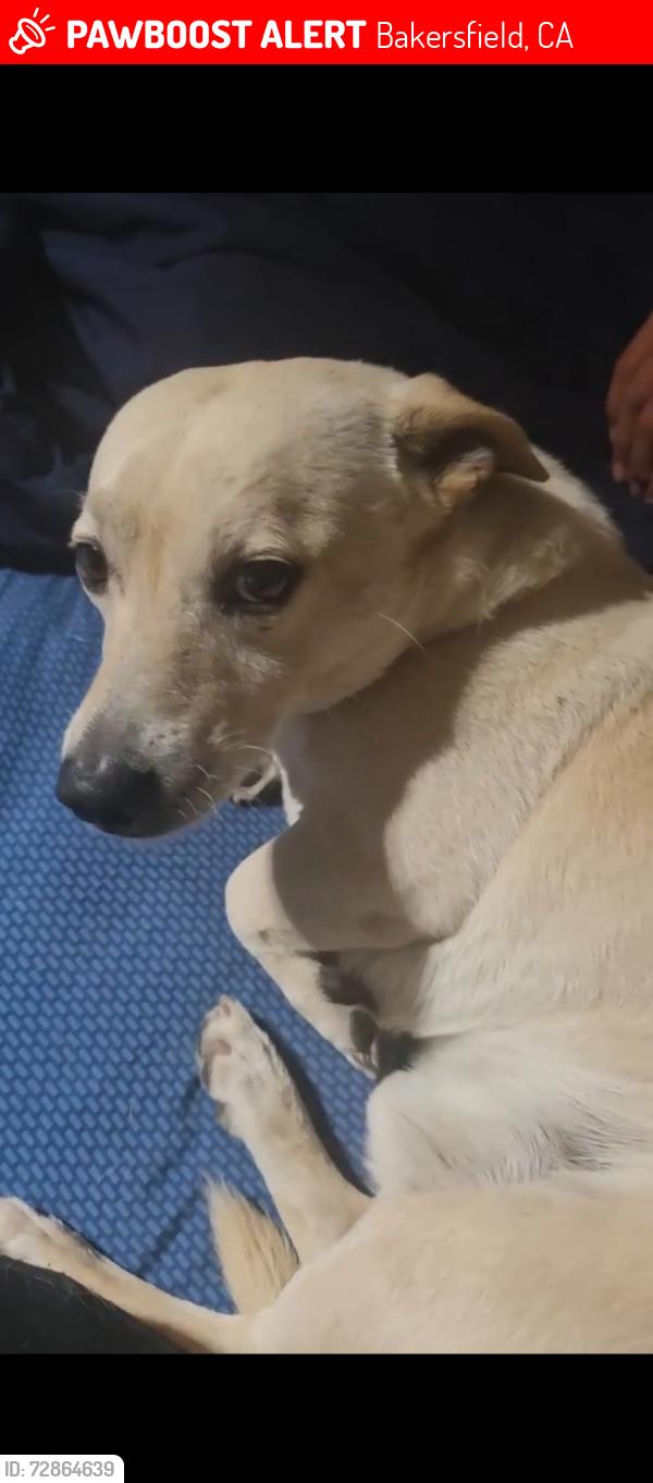 Lost Male Dog last seen McKee road , Bakersfield, CA 93313