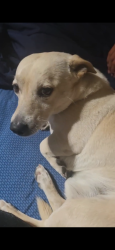 Lost Male Dog last seen McKee road , Bakersfield, CA 93313