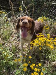 Lost Female Dog last seen Johnny Steele Dog Park, Houston, TX 77019