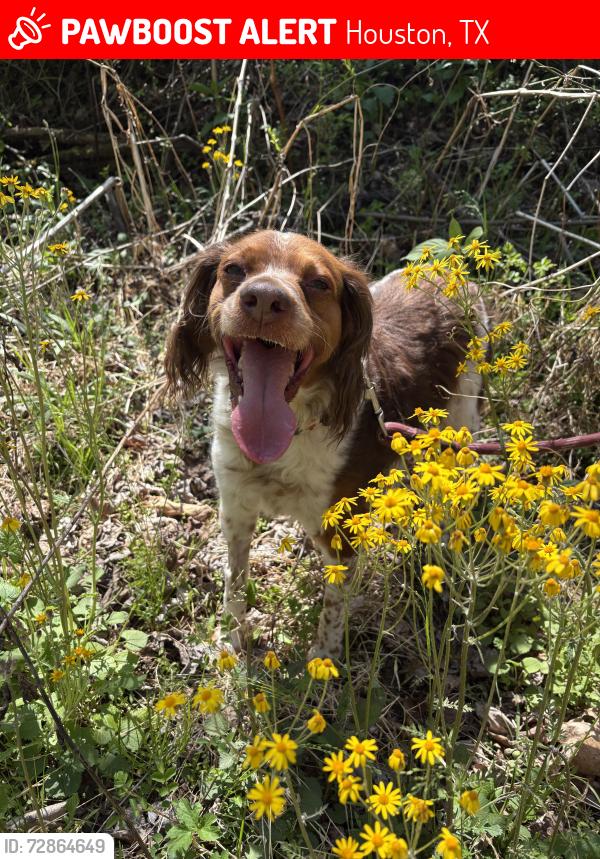 Lost Female Dog last seen Johnny Steele Dog Park, Houston, TX 77019