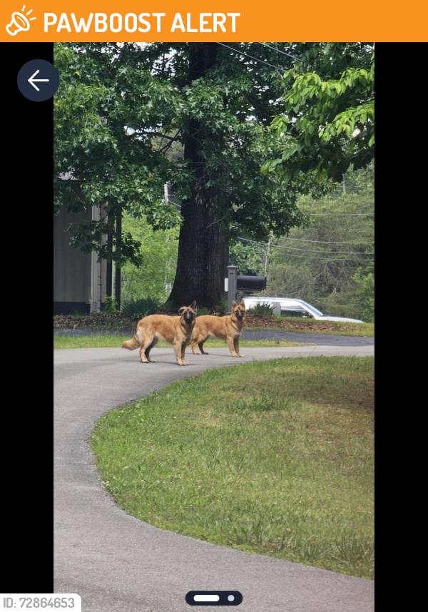 Found/Stray Unknown Dog last seen Brenda Court, Hamilton County, TN 37341