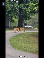 Found/Stray Unknown Dog last seen Brenda Court, Hamilton County, TN 37341