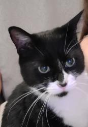 Reunited Male Cat last seen Allegiance bend , Temple, TX 76504