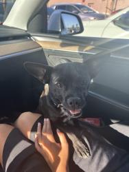 Found/Stray Female Dog last seen Valley and pyrite, Riverside, CA 92509