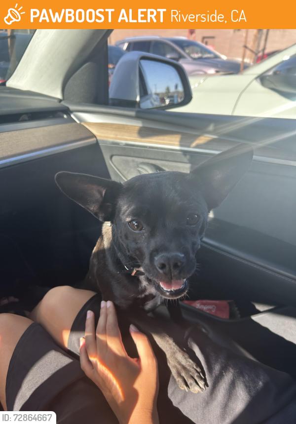 Found/Stray Female Dog last seen Valley and pyrite, Riverside, CA 92509