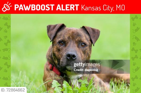 Lost Male Dog last seen Tuman  & 435, Kansas City, MO 64127