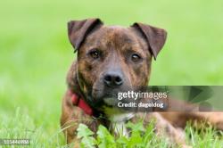 Lost Male Dog last seen Tuman  & 435, Kansas City, MO 64127