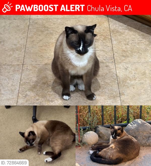 Lost Male Cat last seen Santa Lucía Road, Chula Vista, CA 91913