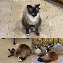 Lost Male Cat last seen Santa Lucía Road, Chula Vista, CA 91913