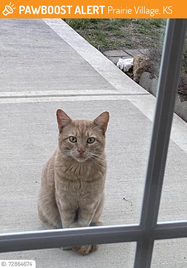 Found/Stray Unknown Cat last seen 73rd St and Belinder, Prairie Village, KS 66208