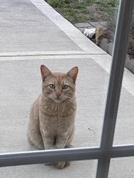 Found/Stray Unknown Cat last seen 73rd St and Belinder, Prairie Village, KS 66208