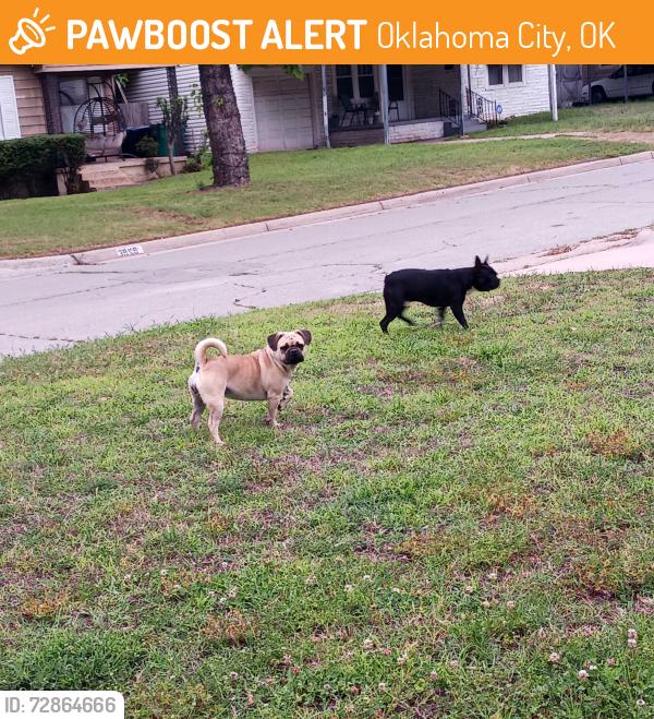 Found/Stray Female Dog last seen N.W.Liberty & Shawnee , Oklahoma City, OK 73107