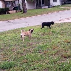 Found/Stray Female Dog last seen N.W.Liberty & Shawnee , Oklahoma City, OK 73107