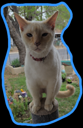 Lost Male Cat last seen Clipper dr, San Antonio, TX 78242