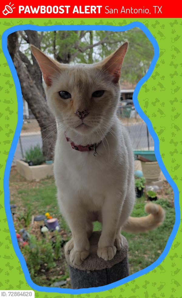 Lost Male Cat last seen Clipper dr, San Antonio, TX 78242
