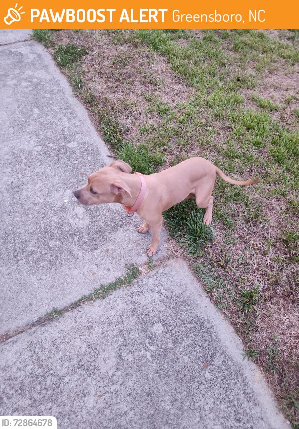 Found/Stray Male Dog last seen West Meadowview Rd & Hardie St, Greensboro, NC, Greensboro, NC 27403