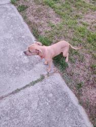 Found/Stray Male Dog last seen West Meadowview Rd & Hardie St, Greensboro, NC, Greensboro, NC 27403