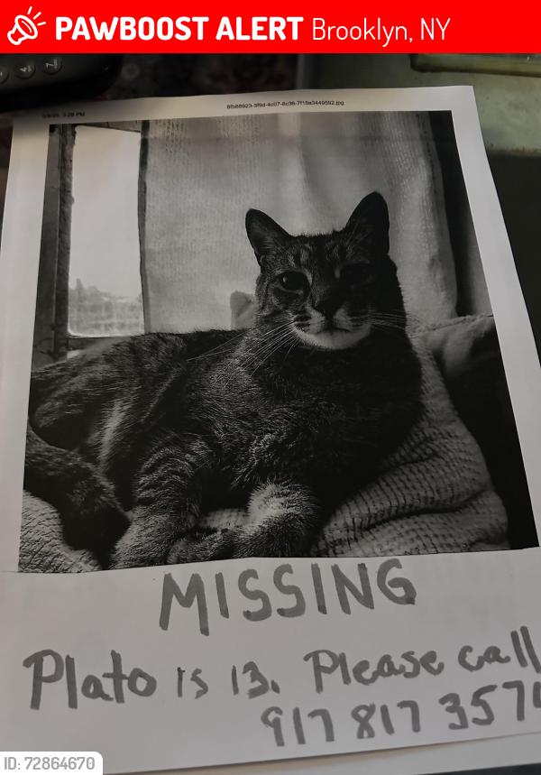 Lost Male Cat last seen President Street/7th Avenue in Park slope, Brooklyn, NY 11215