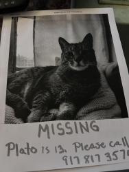 Lost Male Cat last seen President Street/7th Avenue in Park slope, Brooklyn, NY 11215