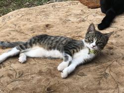 Lost Male Cat last seen Debris st, Knoxville, TN 37919