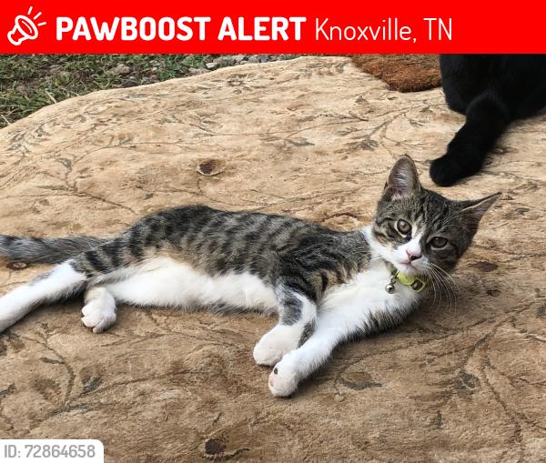 Lost Male Cat last seen Debris st, Knoxville, TN 37919