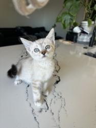 Shelter Stray Female Cat last seen , Los Angeles, CA 91405