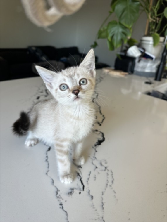 Shelter Stray Female Cat last seen , Los Angeles, CA 91405