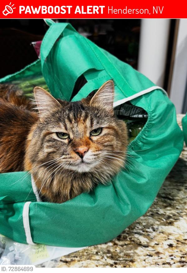 Lost Female Cat last seen Via Luna Rosa Ct in Tuscany Village, Henderson NV , Henderson, NV 89011