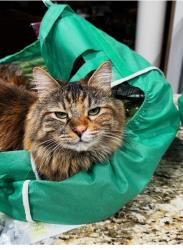 Lost Female Cat last seen Via Luna Rosa Ct in Tuscany Village, Henderson NV , Henderson, NV 89011