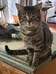 Lost Male Cat last seen Sandy porter rd, Charlotte, NC 28273