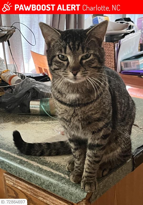 Lost Male Cat last seen Sandy porter rd, Charlotte, NC 28273