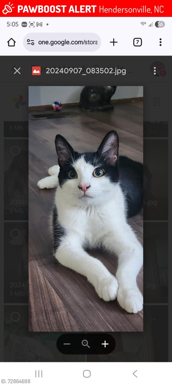 Lost Male Cat last seen Near regal oaks dr, Hendersonville, NC 28792