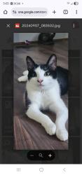 Lost Male Cat last seen Near regal oaks dr, Hendersonville, NC 28792
