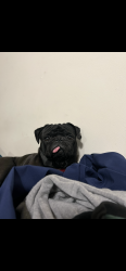 Lost Male Dog last seen 69th Ave And Oregon, Glendale, AZ 85303